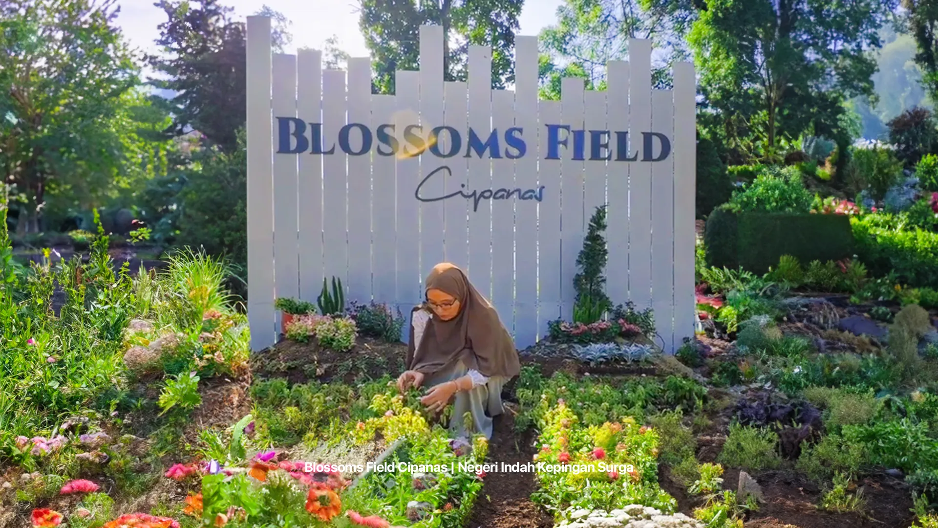 Foto Survey Blossoms 2